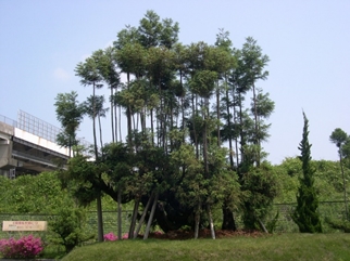 井上修造園・事業所案内